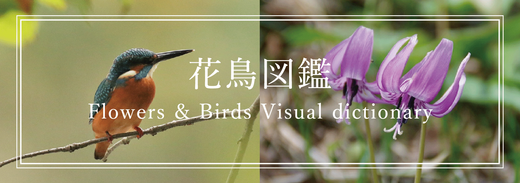 泉自然公園に生息する花と鳥の図鑑