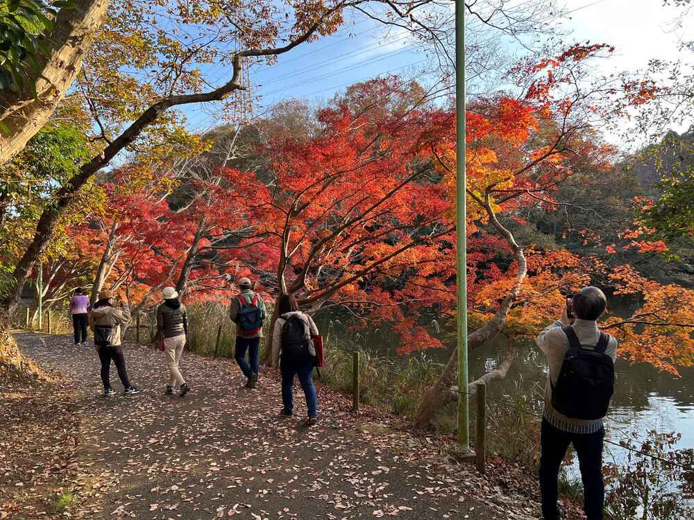 紅葉・黄葉めぐりガイド